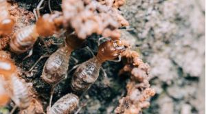 Ban The Bugs Pest & Termite Control Servs - Pest Control & Exterminator Services