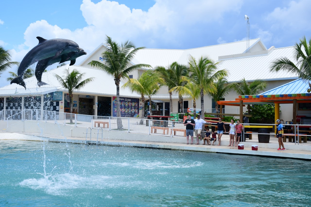 Dolphin Discovery Cayman - Tourist Attractions & Amusement Places