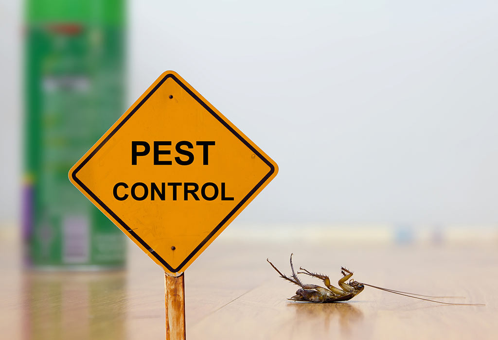 Extreme Termites & Pest Control Service - Pest Control & Exterminator Services