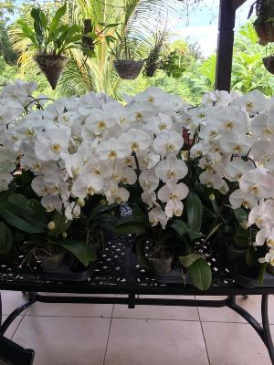Sherree's Orchids - Florists
