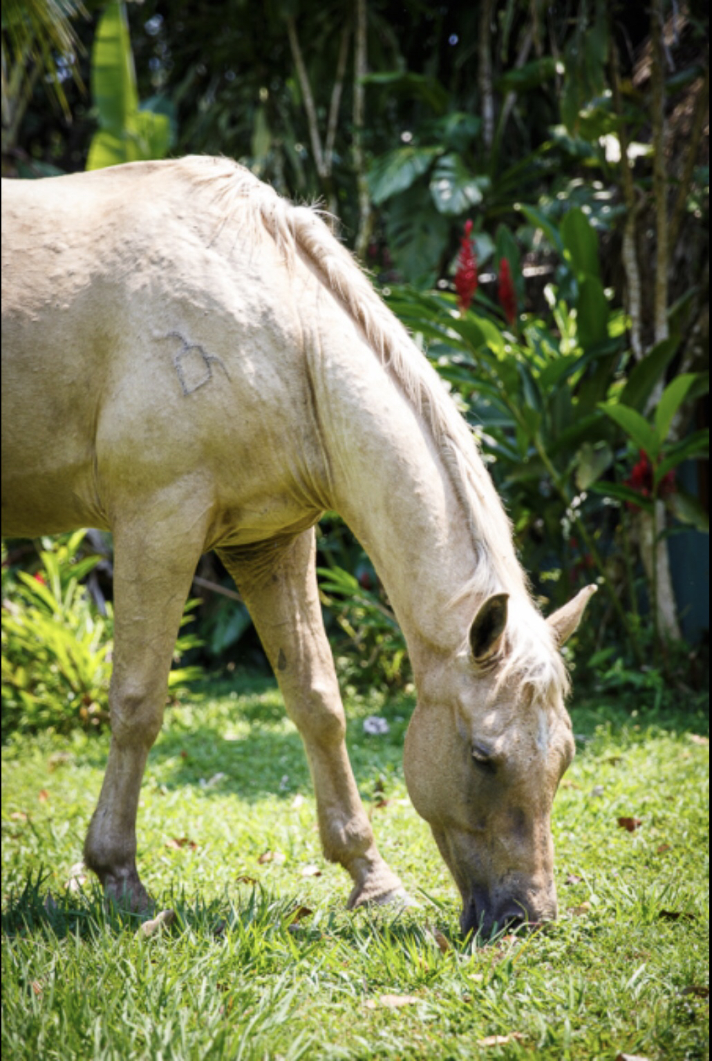 Banana Bank Horses & Belize Jungle Lodge - Tours-Sightseeing & Excursions