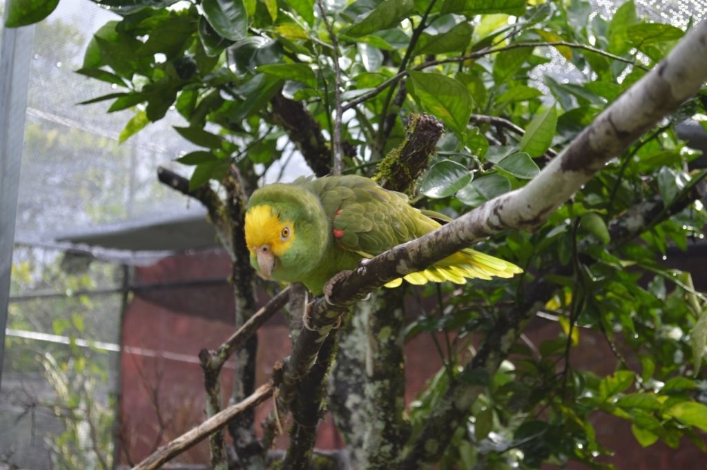 Belize Bird Rescue - Conservation Organizations
