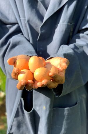 Golden Eggs Farms Ltd - Poultry Farms
