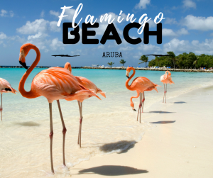 flamingo-beach2