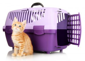 'cat with carrier'