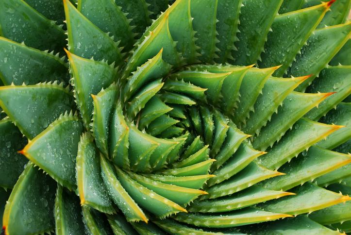 Cactus Background (Aloe Polyphylla)