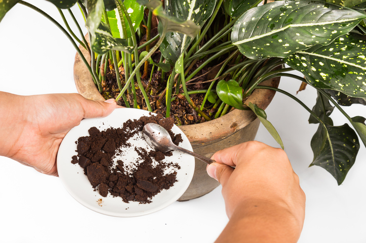 Coffee grounds used as plant fertiliser.