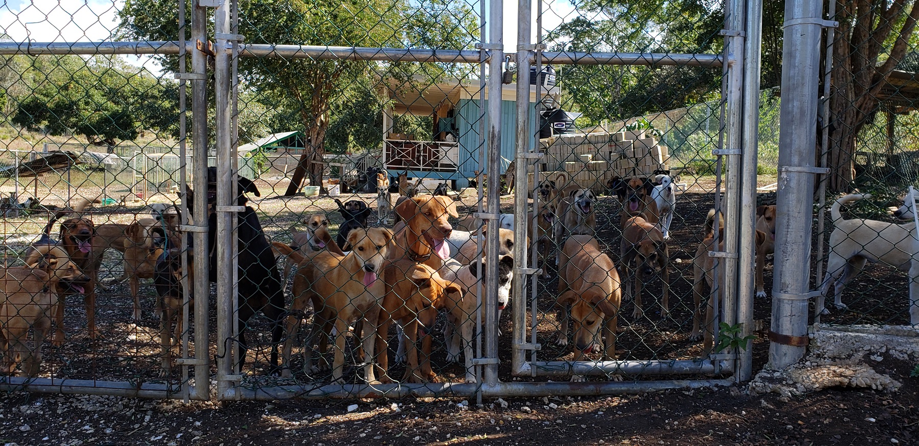 Several happy dogs behind a chain link fence at the Hiking with the Hooligans tour in Montego Bay.