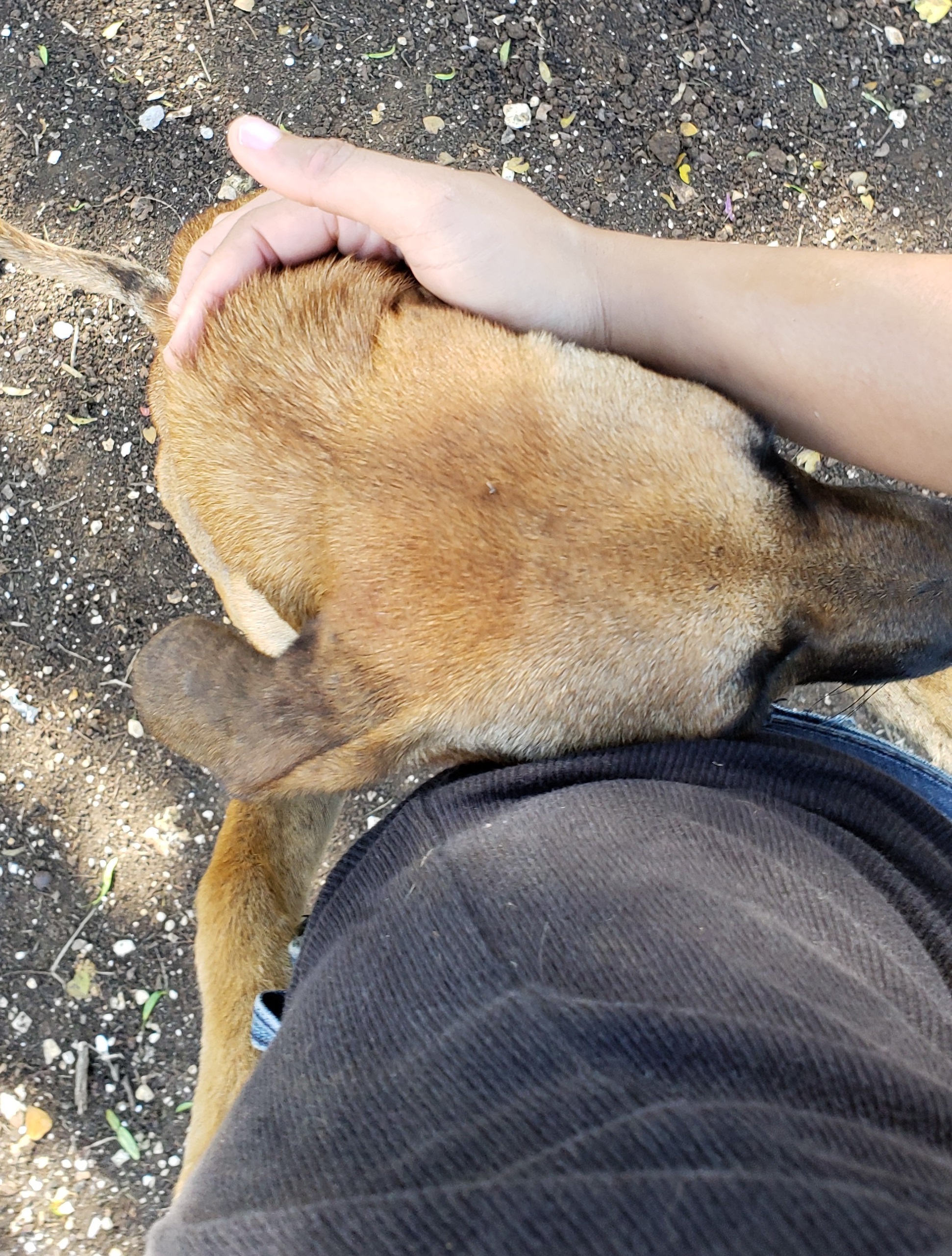 Loving rescue dog resting head on someone's thigh at Hiking with the Hooligans tour. 