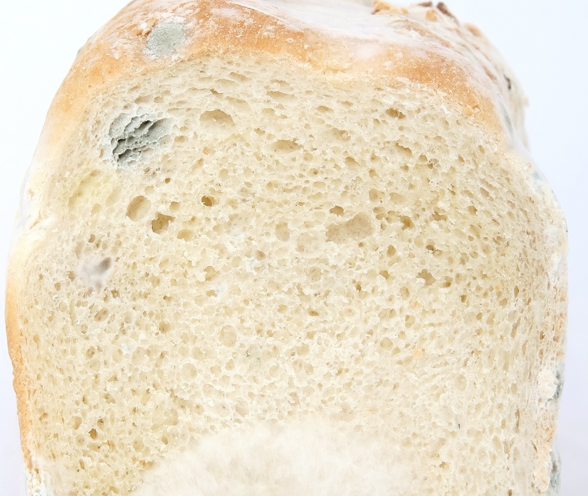 A loaf of white bread with blue and white mold spots.