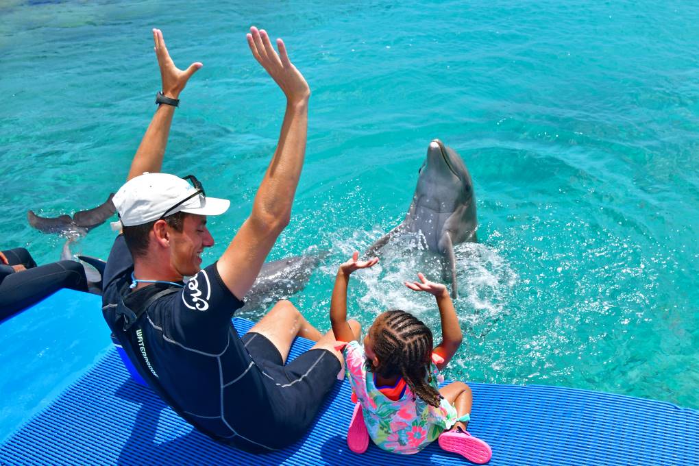 Findyello interview with the Dolphin Academy Curaçao image of trainer and child playing with dolphins