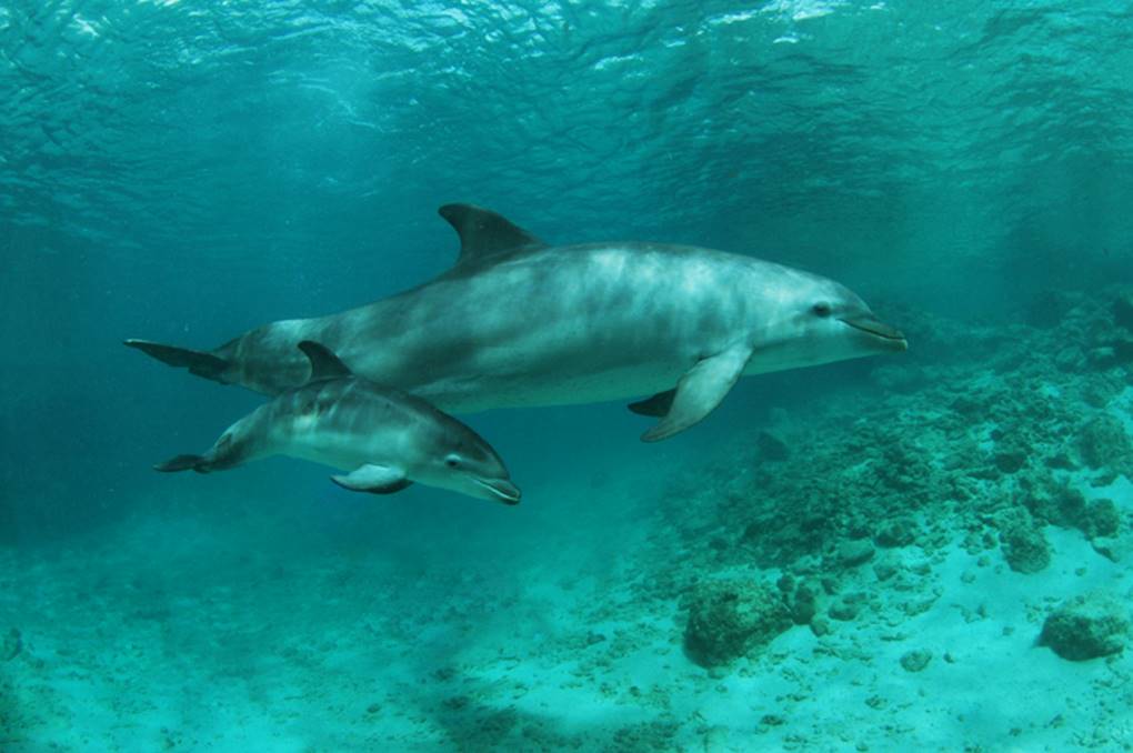 Findyello article with things to do in  the Caribbean with images of dolphins from Dolphin Academy Curaçao.