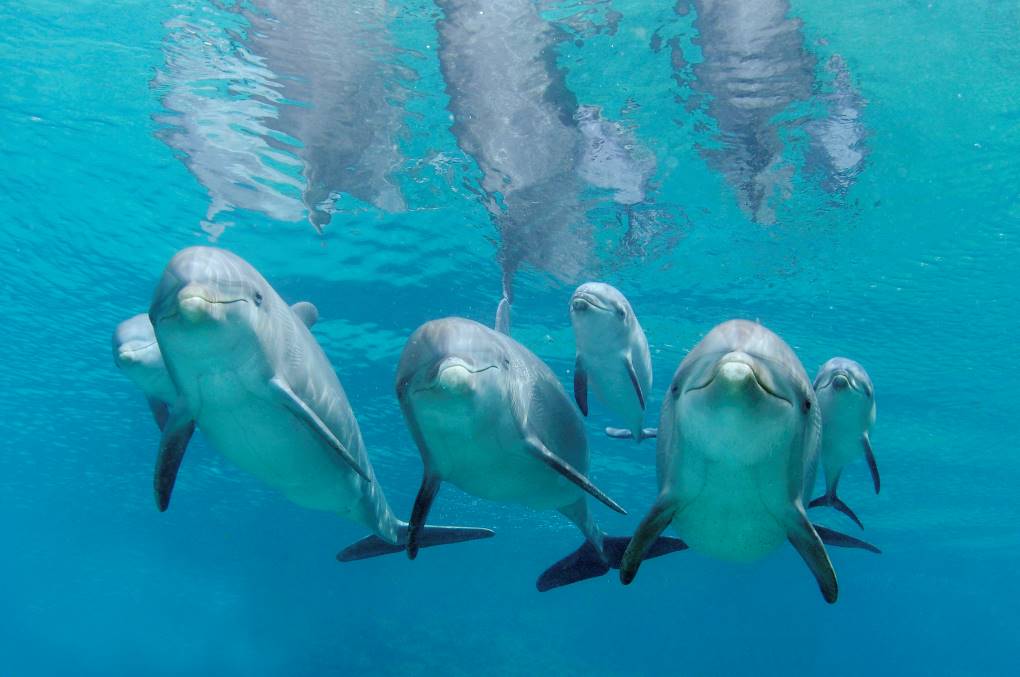 Findyello article with things to do in  Curaçao with images of dolphins from Dolphin Academy Curaçao.