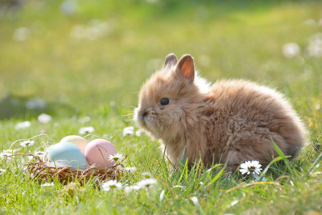 Findyello article on Caribbean Easter traditions with image of a brown bunny and basket of colourful eggs in a field.