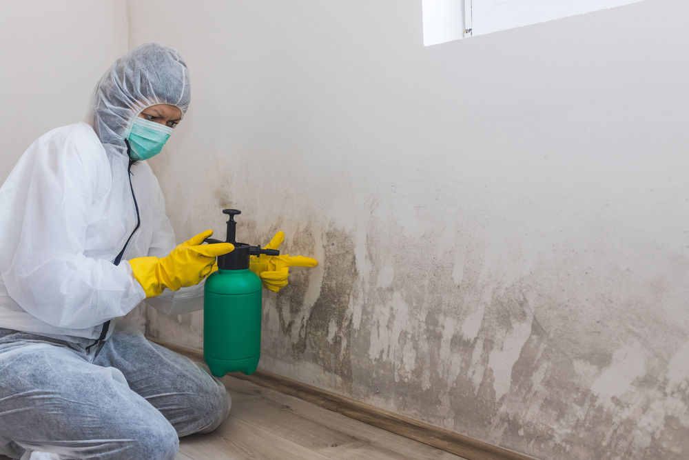 How to Deal with Mould and Prevent it From Coming Back