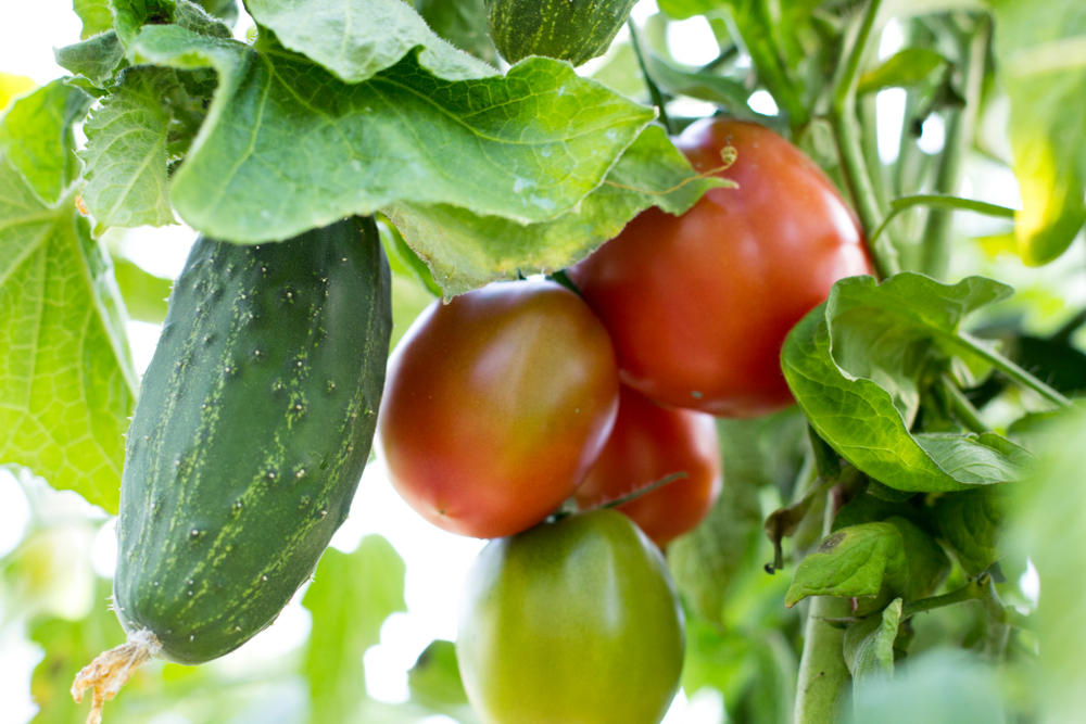 Findyello article on five crops to grow in the rainy season with photo of cucumber and tomato plants