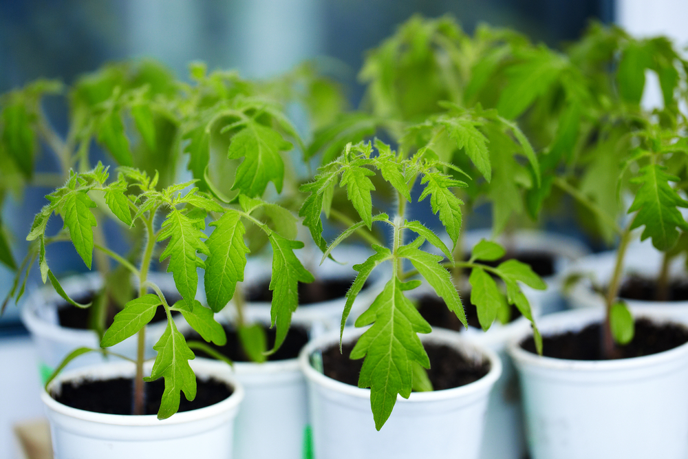Findyello article on tips to grow your own tomatoes in five easy steps with image of tomato seedlings in containers.