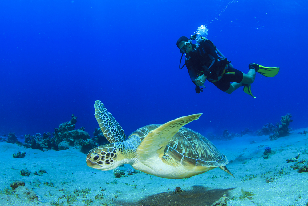 Four of The Best Dive Sites to Add to Your Bucket List for St. Kitts and Nevis