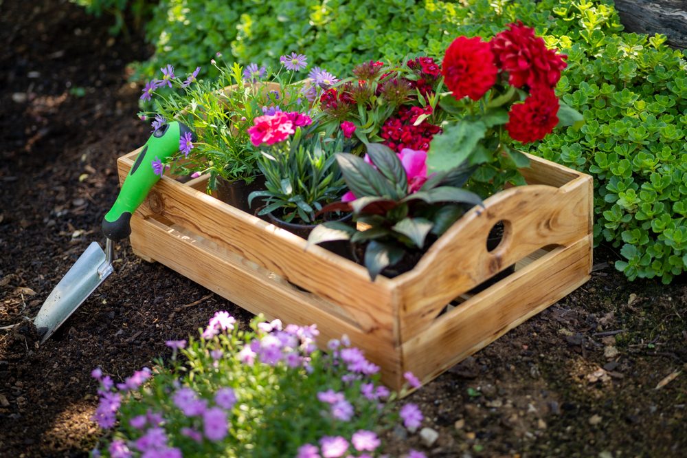 Findyello article with six tips to start a garden showing image of beautiful flowers in a box and a trowel to plant.