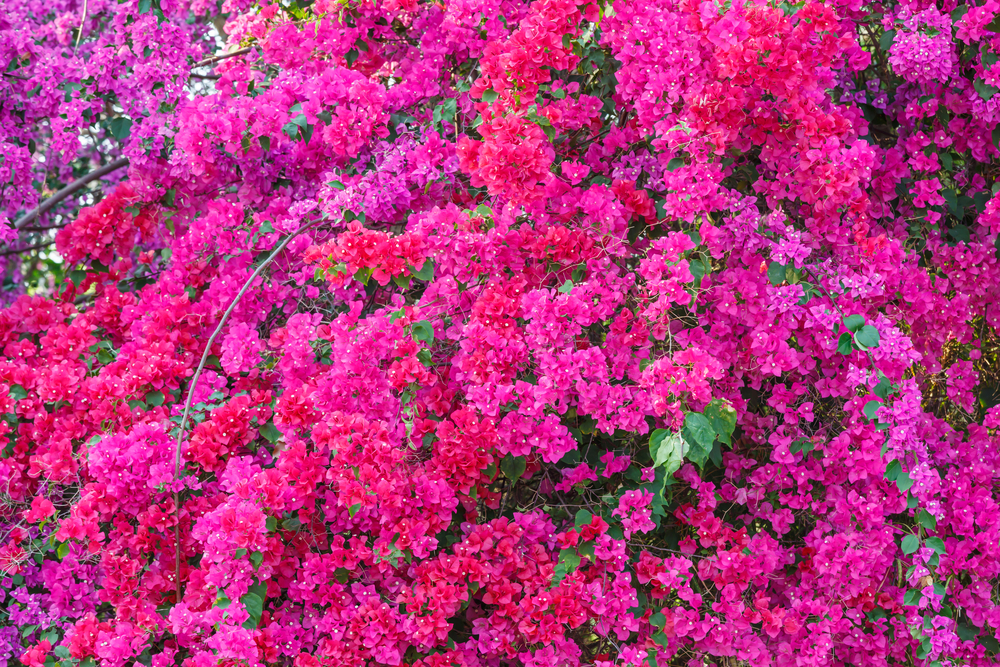 Findyello Caribbean Homes article with image of bougainvillea flowers. 