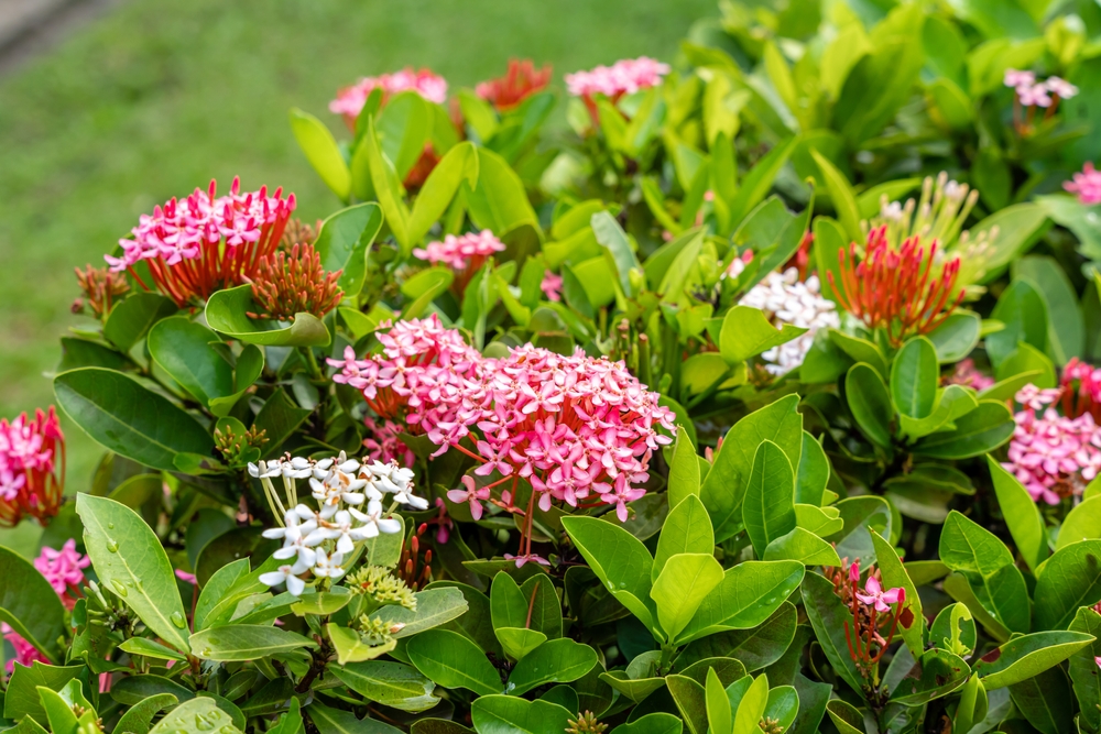 Findyello Caribbean Homes article with image of red and white ixora flowers. 