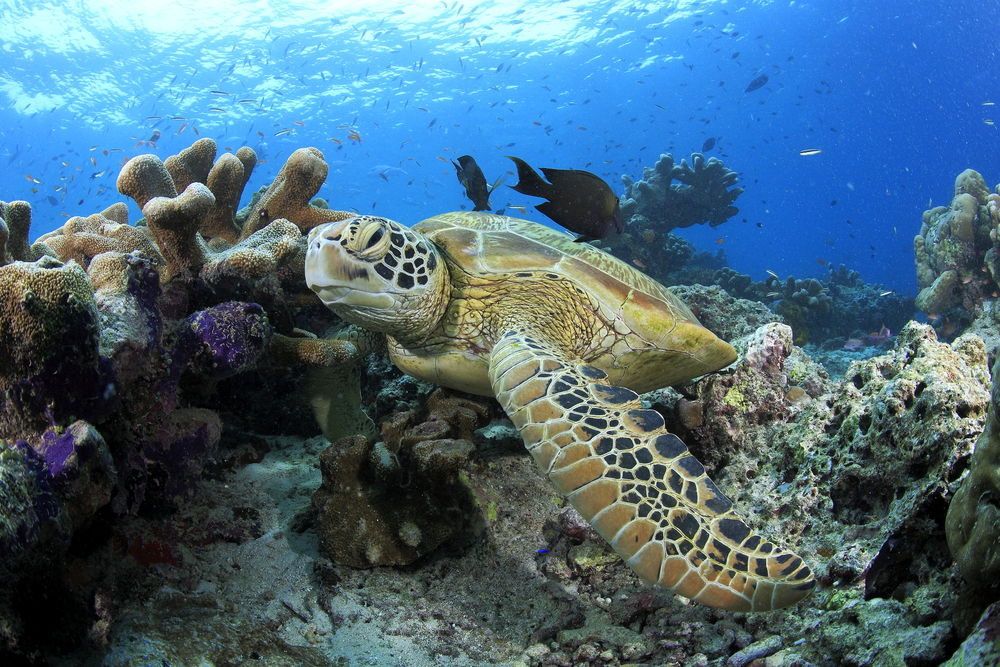 Findyello article on turtle-watching in Montserrat with image of a hawksbill in the ocean