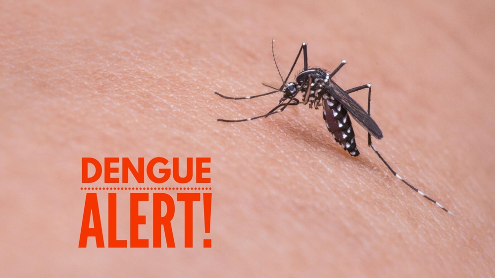 Dengue Outbreak in Jamaica What You Should Know and The Symptoms to Look For