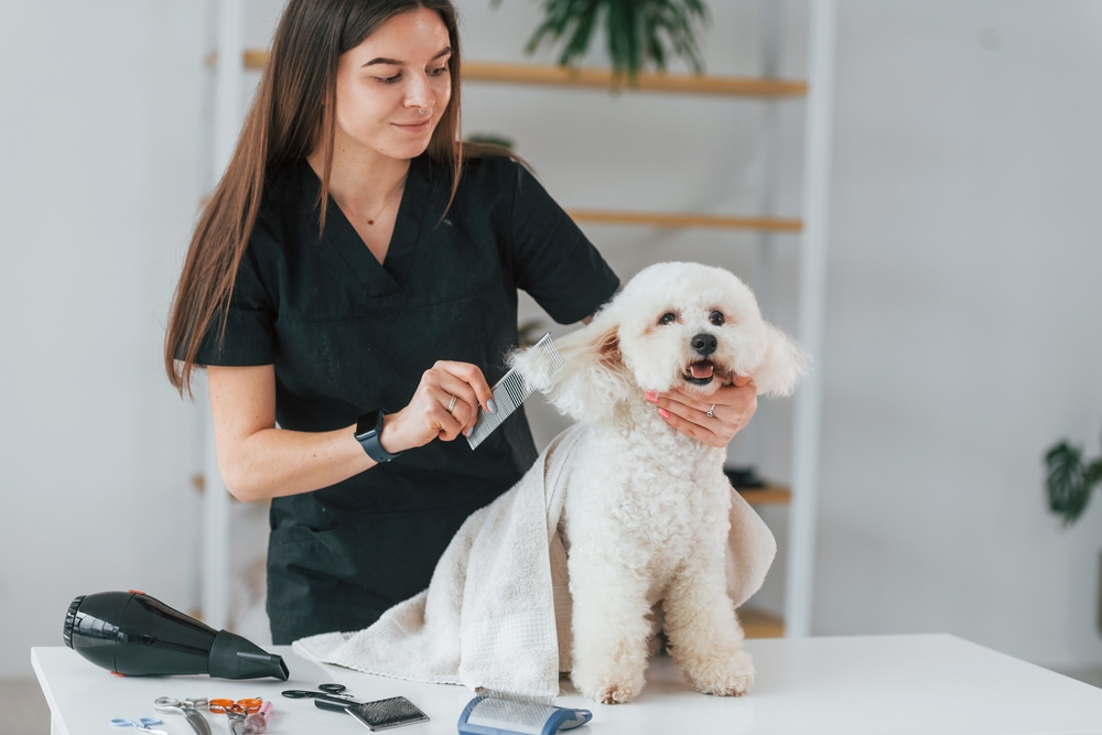 Woman pet groomer combing a dog. Pet care in the Cayman Islands 